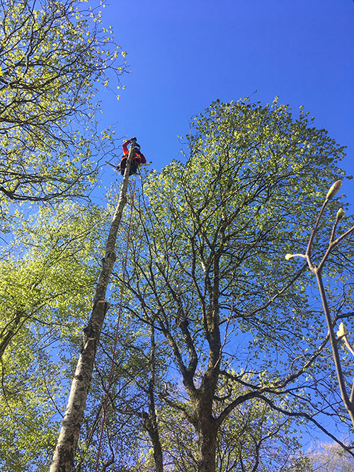  Cordiste au sommet d'un arbre sans branche